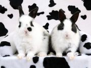 cute rabbits