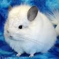 Lucky is a very sweet chinchilla