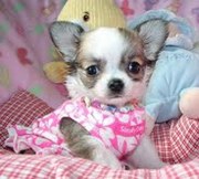 Teacup chihuahua puppies