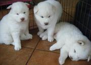 cutadorable Siberian husky puppies 
