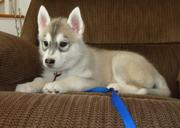 siberian husky puppy
