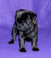 Pug Puppies For Sale