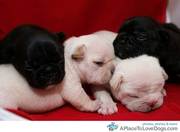 cute bull dogs for adoption 