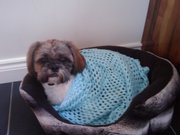 Gorgeous Shih Tzu dog for sale