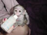 Capuchin monkey for sale