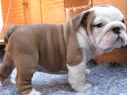 Adorable Male and Female English Bulldog Puppies