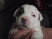 irish blue staff pups 