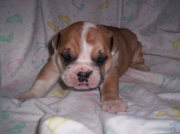Cute Adorable English Bulldog for sale 