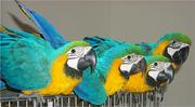 GOOD LOOKING BLUE AND GOLD MACAWS READY TO GO HOME.