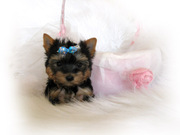 Yorkshire terrier puppy