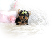 Yorkshire terrier puppy available