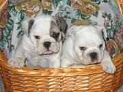 English Bulldog FOR FREE ADOPTION 