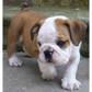 TWO ENGLIAH BULLDOG PUPPIES FOR FREE ADOPTION