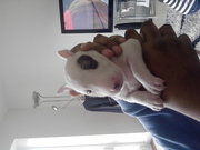 english bull terrier puppies