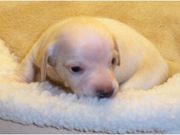 AKC Champion Bloodlines Smooth Miniature Dachshund Puppies