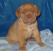 Gorgeous Dogue De Bordeaux Puppies For Good Homes