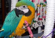 please adopt my macaw birds