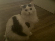 Free to good home - long haired cat