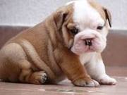 GORGEOUS AKC BULL DOG 