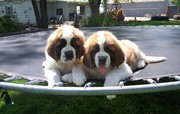 Saint Bernard Puppies For Sale