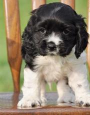Family raised & well socialized,  these KC registered Cocker Spaniel p