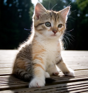 Cutest Persian Kittens for Good Homes