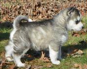 Chunky Pedigree Siberian Husky for sale