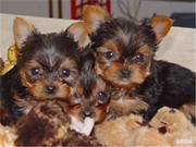 Adorable teacup yorkie puppies for free adoption