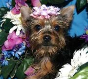 Beautiful Yorkshire terrier puppy for sale