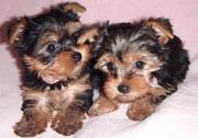 Teacup Yorkie Puppies For Free Adoption