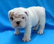Two Cute English Bulldog Puppies for free Adoption