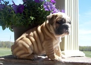 Gorgeous English bulldog Puppies Available!!!