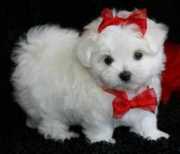 Maltese Puppies For Adoption