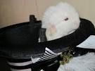   Lucky is a very sweet chinchilla.