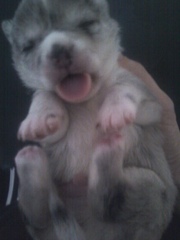 stunning chihuahua pups dlc reg