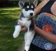 X-MAS Correct AKC Siberian Husky Puppies ..