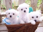 sweetest and most adorable maltese for loving family