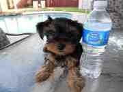 Female Teacup Yorkie Puppies Ready For Adoption