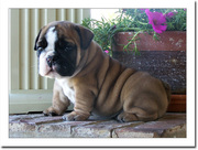 English bulldog puppies for sale