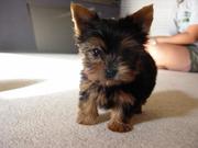 cute teacup yorkie puppies for adoption