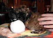 Shih tzu babies for sale