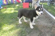 tsunning healthy-well behaved siberian huskies
