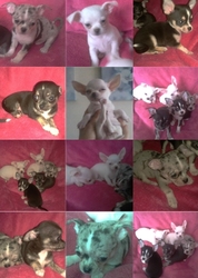stunning chihuahua pups