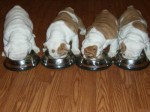 English bull puppies foe sale