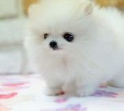Pure white teacup Pomeranian puppies