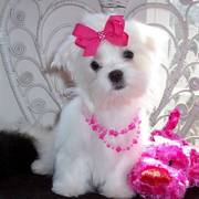 X-MAS cute and adorable home trained Maltese puppies.