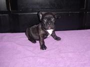 Sweet Heated French Bulldog Puppies Ready Foe Val Day