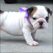 Outstanding Top Quality British Bulldog Puppys 