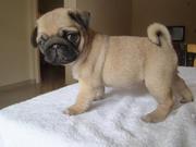 Male and Female Pug Puppies