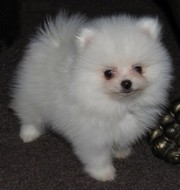 Elegant Pomeranian puppies ready for good home